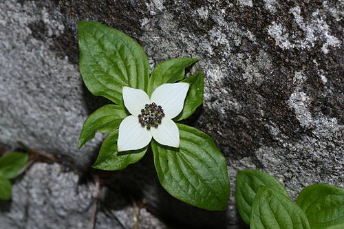 Cornus unalaschkensis